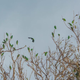 Puerto Rican parrots spotted in the defoliated canopy of Rio Abajo’s state forest shortly after Hurricane Maria. Photo Courtesy Tanya Martinez